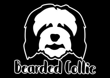 Bearded Collie