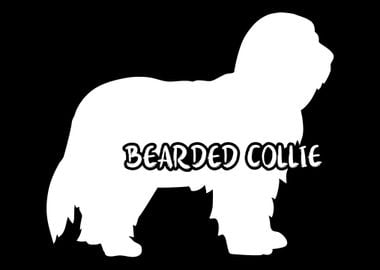 Bearded Collie