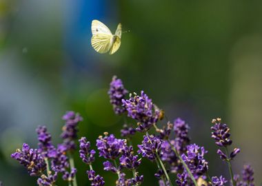 Butterfly on Lavender