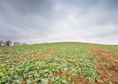 Poland Rural Seed Plant Ph