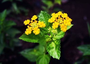 Yellow Flower