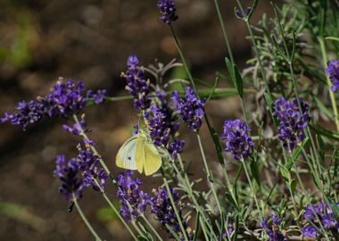 Butterfly on Lavender