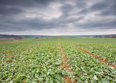 Poland Rural Seed Plant Ph