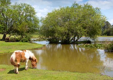 Animal Donkey England Hamp