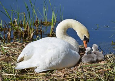 Swan and cygnets