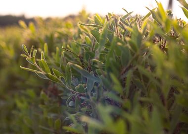 Natural fence