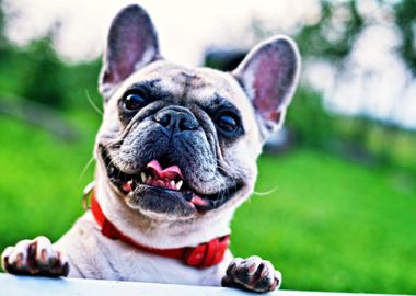 Smiling French Bulldog