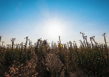 Uncultivated field