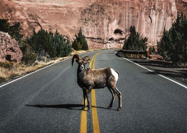 A bighorn sheep