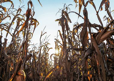 Corn field at sunset