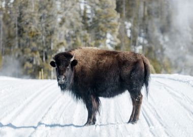 American bison