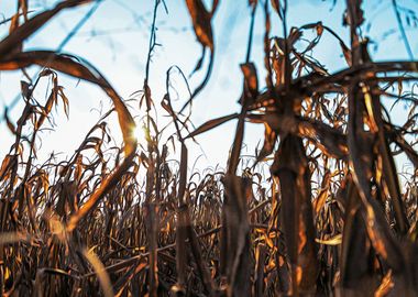 Corn field at sunset