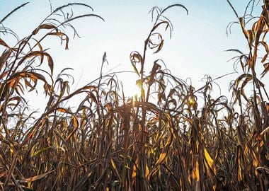 Corn field at sunset