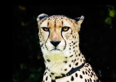 Cheetah