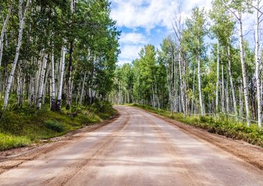 Aspens in San Juan County