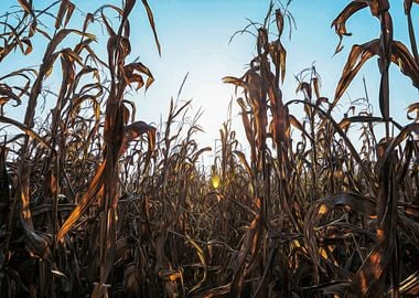 Corn field at sunset