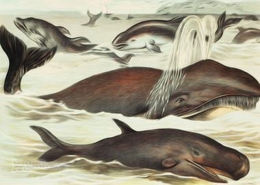 Cetaceans