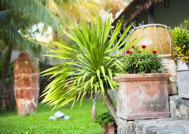 Green Tropical Garden