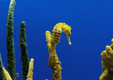 Seahorse