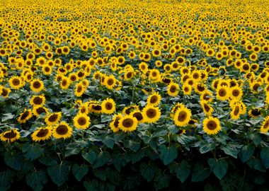 Sunflowers 