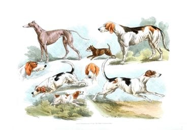 hunting dogs