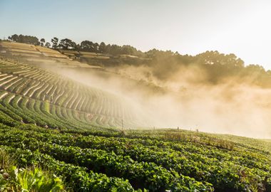 Agriculture Angkhang Asia 