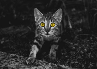 Grey Kitten Yellow Eyes