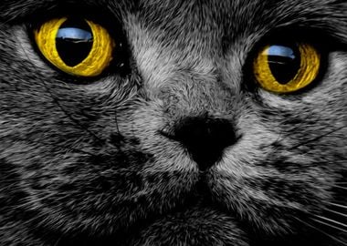 Grey Kitten Yellow Eyes