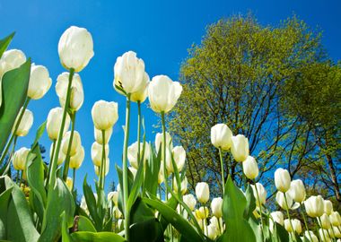 colored tulip