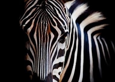 Zebra Portrait