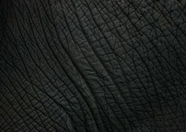 Elephant Skin