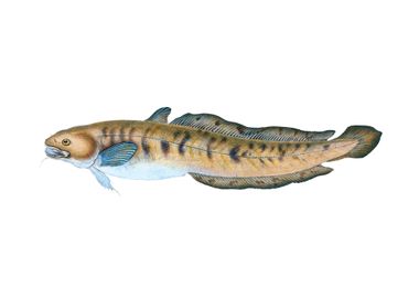 Burbot Lota