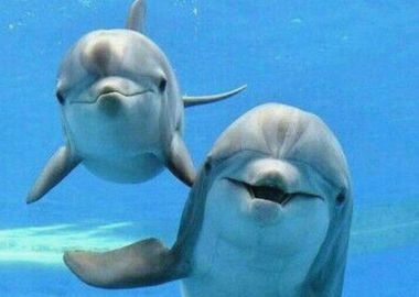 Dolphins                  