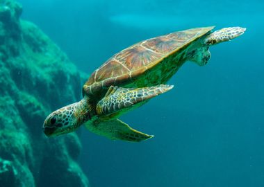 Turtle Fish underwater Sea