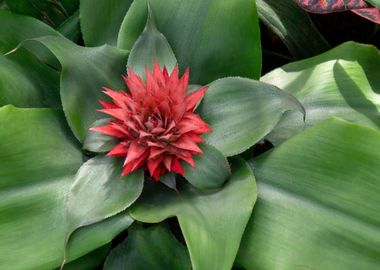 Red tropical flower