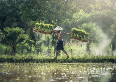 Rice Agriculture Thailand