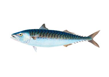 Mackerel Scomber Scomber