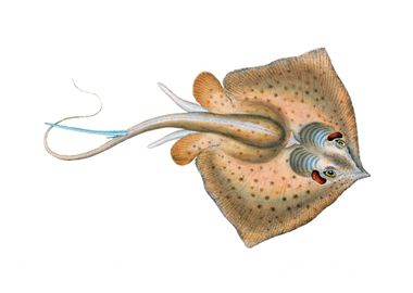 The common stingray 