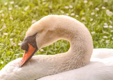 Sleeping Swan