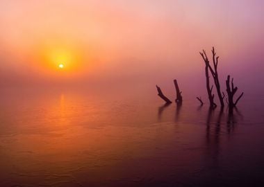 Dead Trees Alive at Sunset