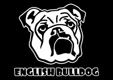 English Bulldog