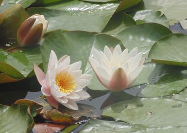 whiter water lilies