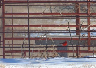 Cardinal in winter