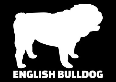 English Bulldog