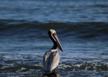 pelican