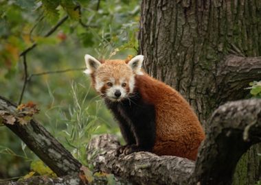 Beautiful Red Panda