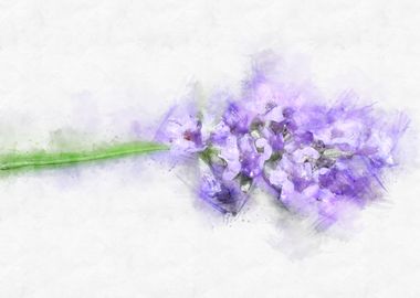 lavender watercolor