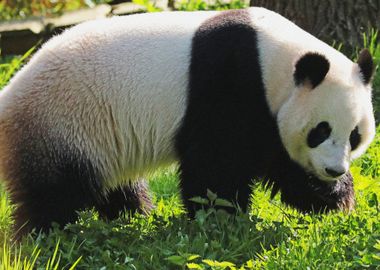 big panda cute animals bea