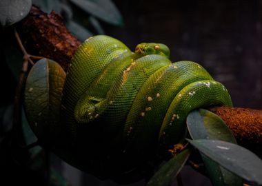 animal nature green snake