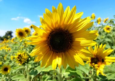 sunflower sunflowers bloom